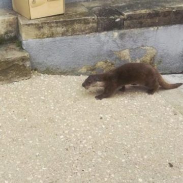 Le retour de la loutre d’Europe en France