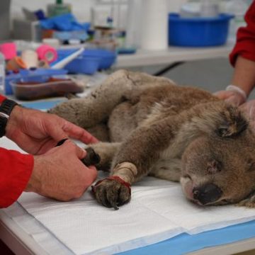 0873bd73-a37c-4828-8e86-8b7646601498 Un chien de secours pour les koalas en Australie