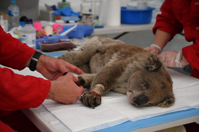 0873bd73-a37c-4828-8e86-8b7646601498 Un chien de secours pour les koalas en Australie