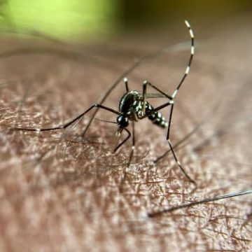 10bbb80b-0f78-4104-a9fd-0acedb4e7040 Le moustique tigre en région Paca: une menace estivale récurrente