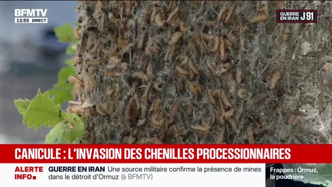 10f93379-2169-49be-8a9d-7469b195c08b Chenilles urticantes : risques pour l’homme et les animaux