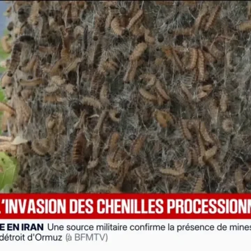 10f93379-2169-49be-8a9d-7469b195c08b Chenilles urticantes : risques pour l’homme et les animaux
