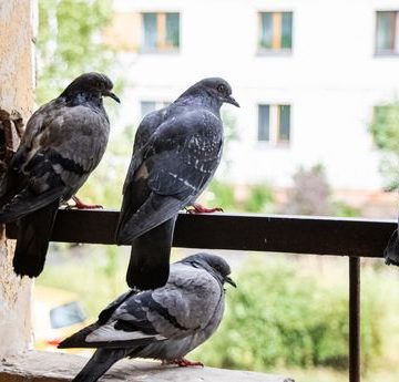 Comment gérer les nuisances causées par le nourrissage des pigeons en milieu urbain