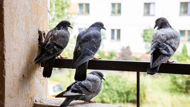 Four pigeons sitting on the balcony on the background of the city Comment gérer les nuisances causées par le nourrissage des pigeons en milieu urbain