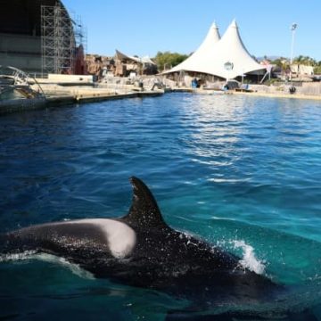 Le transfert des orques et dauphins de Marineland bientôt prévu