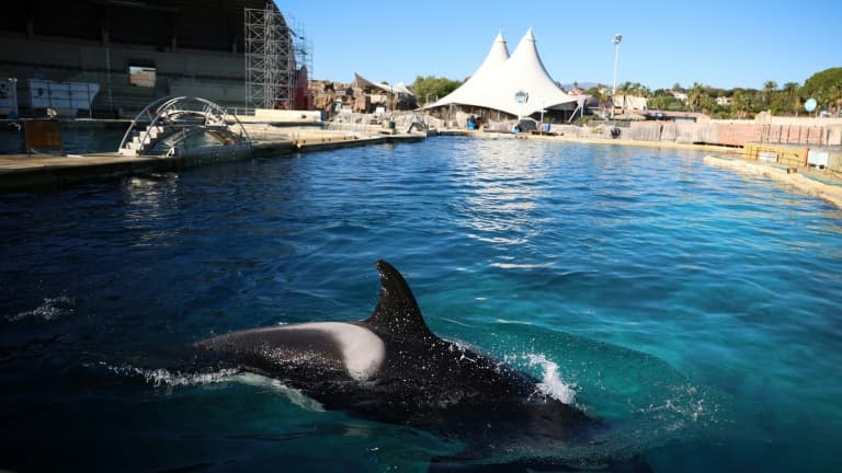 1f7379ee-5167-4123-82ec-af17a9874d98 Le transfert des orques et dauphins de Marineland bientôt prévu