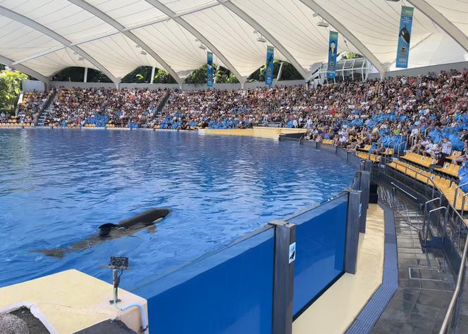 2185f5b2-433b-4ee3-b81c-dc3242fd774b Transfert Urgent des Orques du Marineland d’Antibes vers l’Espagne