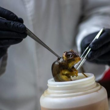 2c2186f0-6ca4-41ae-8e3a-1a725a18618e La diversité des hantavirus en France et leur impact