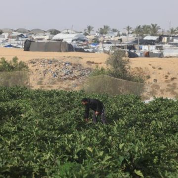 5363d173-bad6-45ea-a196-32848cff6a6f La survie difficile de l’agriculture dans la bande de Gaza