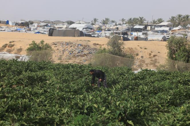 5363d173-bad6-45ea-a196-32848cff6a6f La survie difficile de l’agriculture dans la bande de Gaza