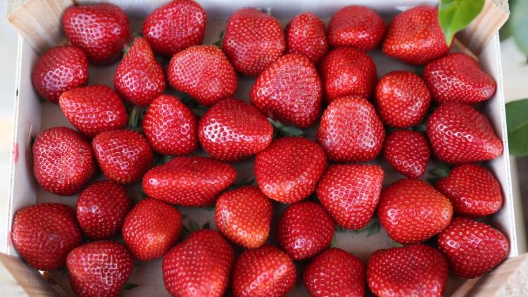 610db3a8-1412-4af0-8cf8-1c37a979ea60 Alternatives au Sucre pour Assaisonner Vos Fraises