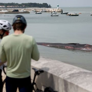 Une baleine de 10 mètres s’échoue sur l’île de Ré