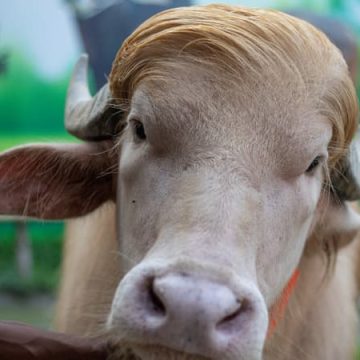 Un buffle albinos surnommé “Donald Trump” devient une célébrité au Bangladesh