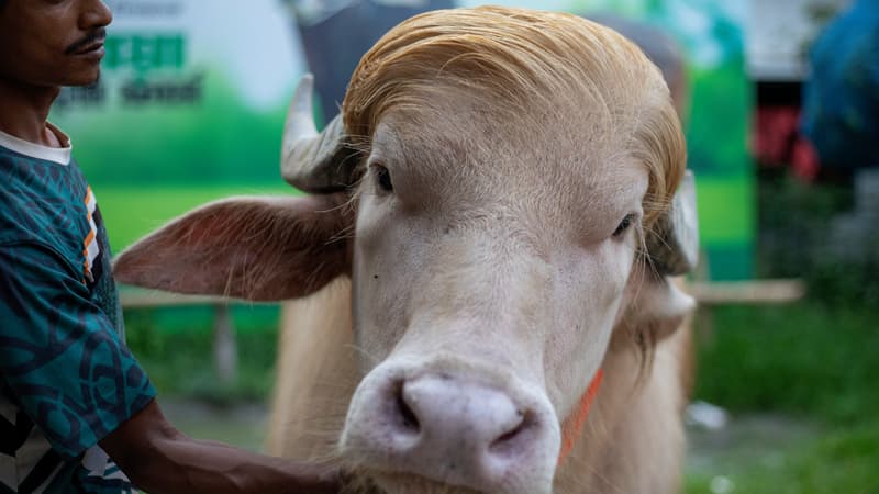 77cea623-7890-4a74-9b7a-ba89b4666738 Un buffle albinos surnommé “Donald Trump” devient une célébrité au Bangladesh