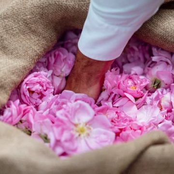 Grasse : La Renaissance de la Capitale du Parfum grâce aux Grandes Maisons de Luxe