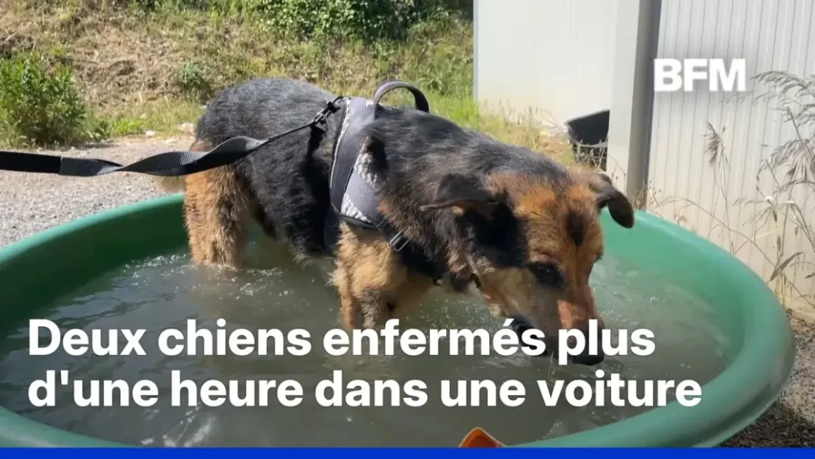 7b0ee9b5-de20-44f0-86a7-6ab860b0a8b3 Chaleur Record en France: Une Alerte Précoce