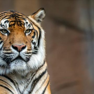 Un tigre échappé abattu par la police à Leipzig