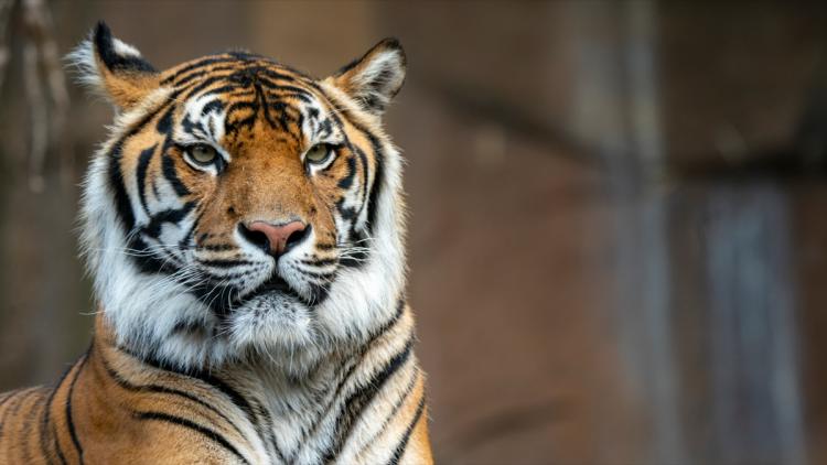 7ce8c678-f125-464a-825d-fef815009c7b Un tigre échappé abattu par la police à Leipzig