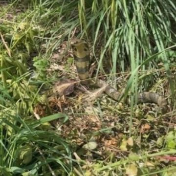 La chasse au cobra à Castelginest : état des lieux