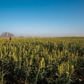 96b63a93-0fae-4ddd-8a14-bc65ecda5554 Pénurie d’engrais en Afrique et en Asie : une alerte des Nations Unies