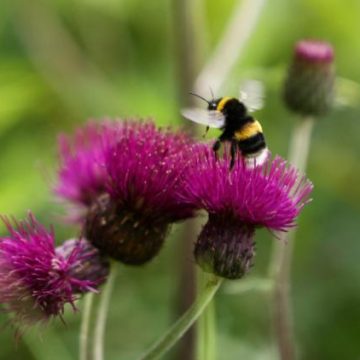 Comment différencier une abeille d’une guêpe