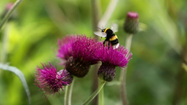 96d00cfa-9034-455e-baa6-398163a75f1f Comment différencier une abeille d’une guêpe