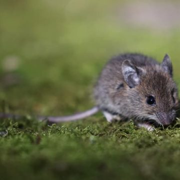 9af1c608-7702-48b5-a490-c35e708f1df0 L’invasion colossale de souris en Australie
