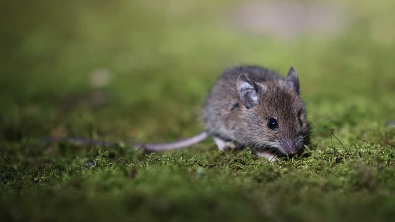 9af1c608-7702-48b5-a490-c35e708f1df0 L’invasion colossale de souris en Australie