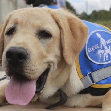 9f491221-2943-4f58-a32e-5ab9e4373cd8 Une proposition de loi pour renforcer les droits des personnes handicapées et leurs chiens guides