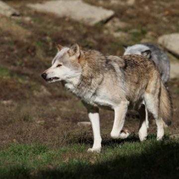 L’augmentation du quota d’abattage des loups soulève des préoccupations environnementales