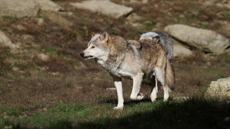 a0cbbd54-634d-434a-99cb-e89dcee372c4 L’augmentation du quota d’abattage des loups soulève des préoccupations environnementales