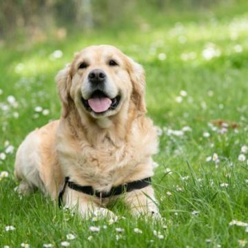 a33f6d5c-e4ac-4cad-8349-c4bd35469de7 Les races de chiens les plus fragiles selon leurs particularités de santé