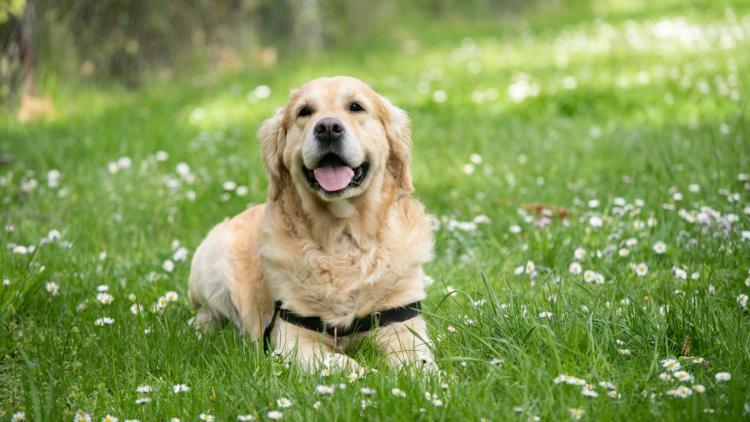 a33f6d5c-e4ac-4cad-8349-c4bd35469de7 Les races de chiens les plus fragiles selon leurs particularités de santé