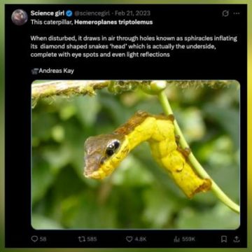 Une chenille se métamorphosant en faux serpent pour échapper aux prédateurs