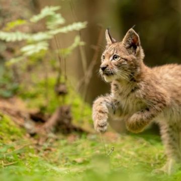 Une sexagénaire condamnée pour avoir tué un lynx protégé