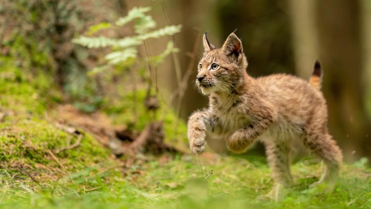b37fbdc2-c27e-48a0-9512-94f1af5f8285 Une sexagénaire condamnée pour avoir tué un lynx protégé