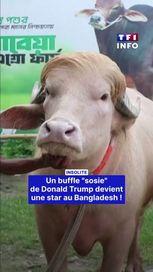 Un buffle devenu star au Bangladesh grâce à sa ressemblance avec Donald Trump