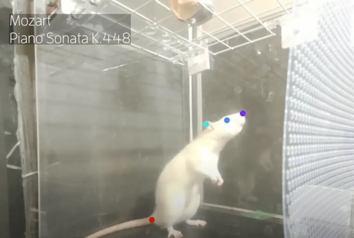 bd4cfb21-81a4-42d3-a6e7-0dcb07739edf Le rôle fascinant du rat brun dans notre environnement urbain