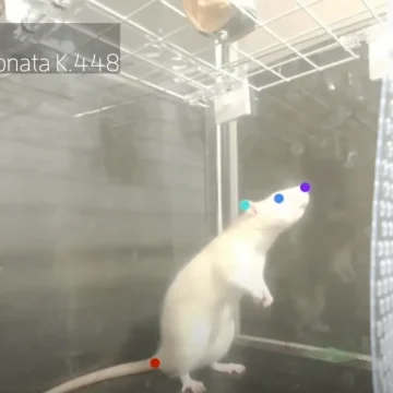 Le rôle fascinant du rat brun dans notre environnement urbain