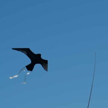 Protection des oiseaux marins : des solutions innovantes en test
