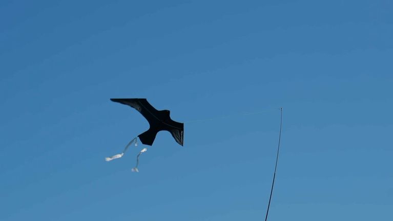 c1643047-793b-4e9a-a07d-3ef7e60cd2cc Protection des oiseaux marins : des solutions innovantes en test
