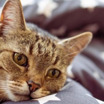 c693b566-ecc3-4df3-b1be-d11705900a0d Comprendre les Signes de Malaise chez votre Chat