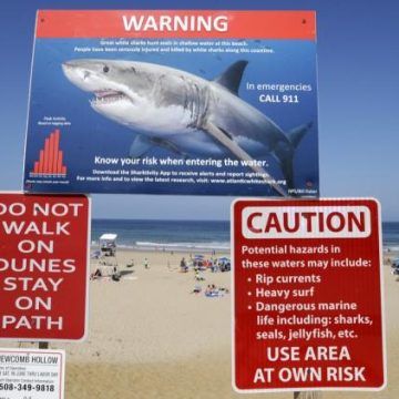 c98bfe68-b4d8-4057-b1d2-02c5276a6e41 Requins : Vigilance accrue sur la côte Est américaine