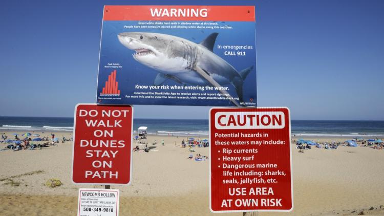 c98bfe68-b4d8-4057-b1d2-02c5276a6e41 Requins : Vigilance accrue sur la côte Est américaine