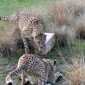 La surveillance de la faune sauvage : une révolution technologique
