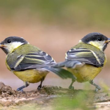 Impact écologique des vagues de chaleur sur la biodiversité