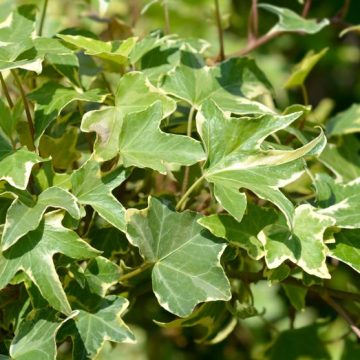 Les secrets du lierre : une plante polyvalente pour tous les jardins