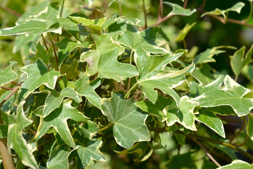 English Ivy Yellow Ripple leaves Les secrets du lierre : une plante polyvalente pour tous les jardins