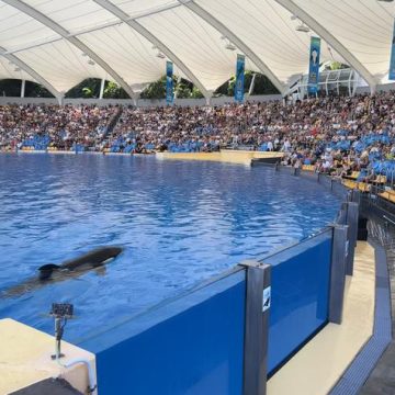 e2d42f48-31a1-4067-9922-e1ca64b5d343 Le transfert des orques et dauphins de Marineland vers l’Espagne