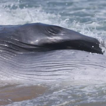 e36974d4-5851-4cc3-9219-52011b543bd0 Une Baleine de 12 Tonnes S’échoue sur l’Île de Ré